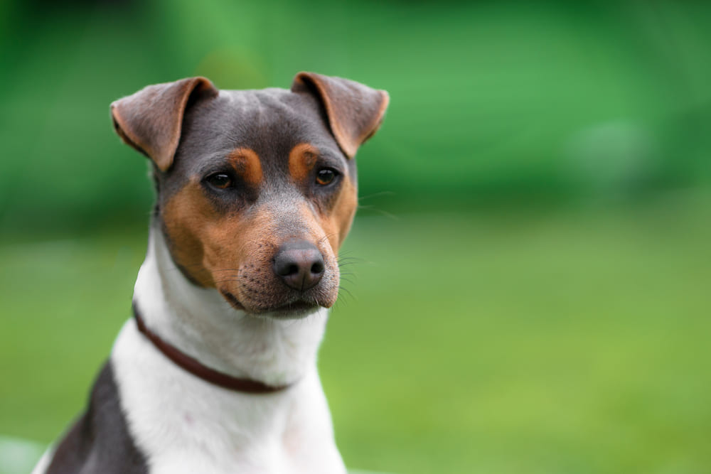 Морда бразильского терьера