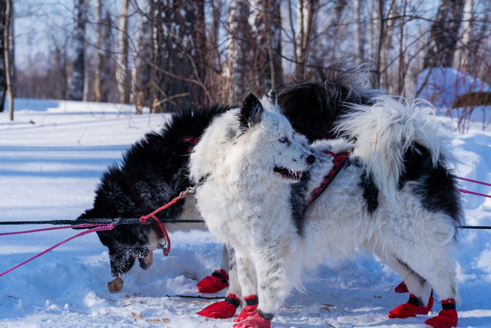 Якутская собака гуляет зимой