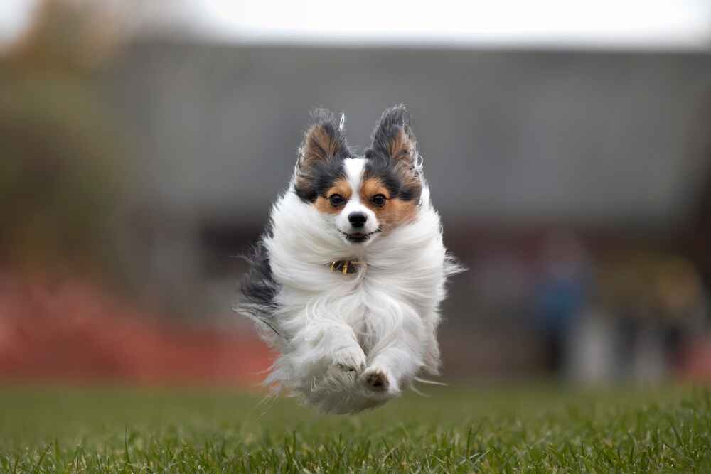 Собака породы папильон бежит