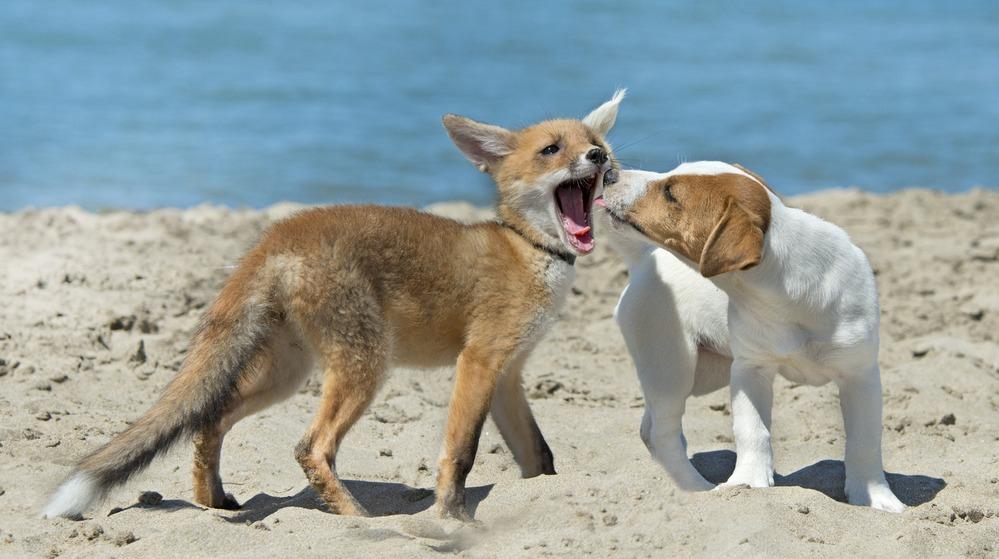 Породы собак, похожие на лису: фото и названия