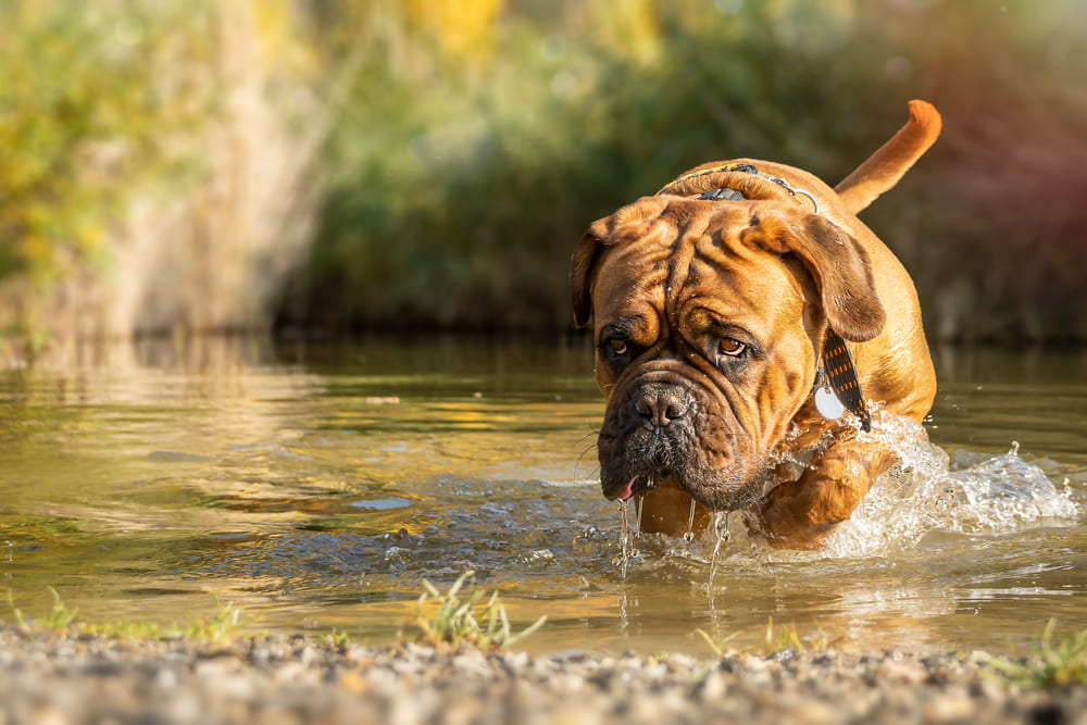 Это бордоский дог в воде