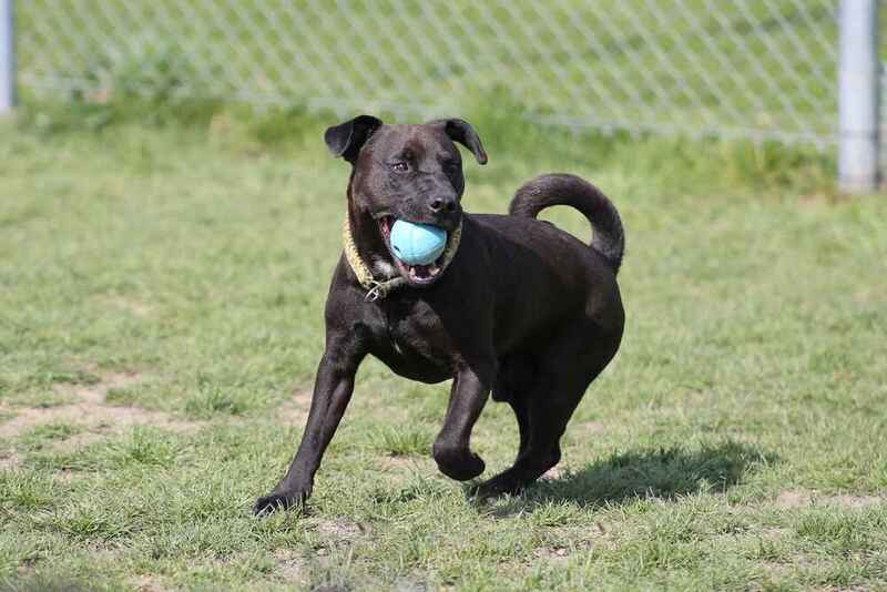 Паттердейл-терьер бегает