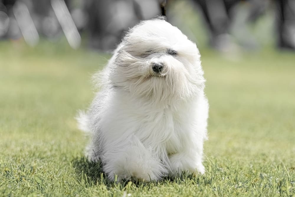 Котон-де-тулеар гуляет по полю