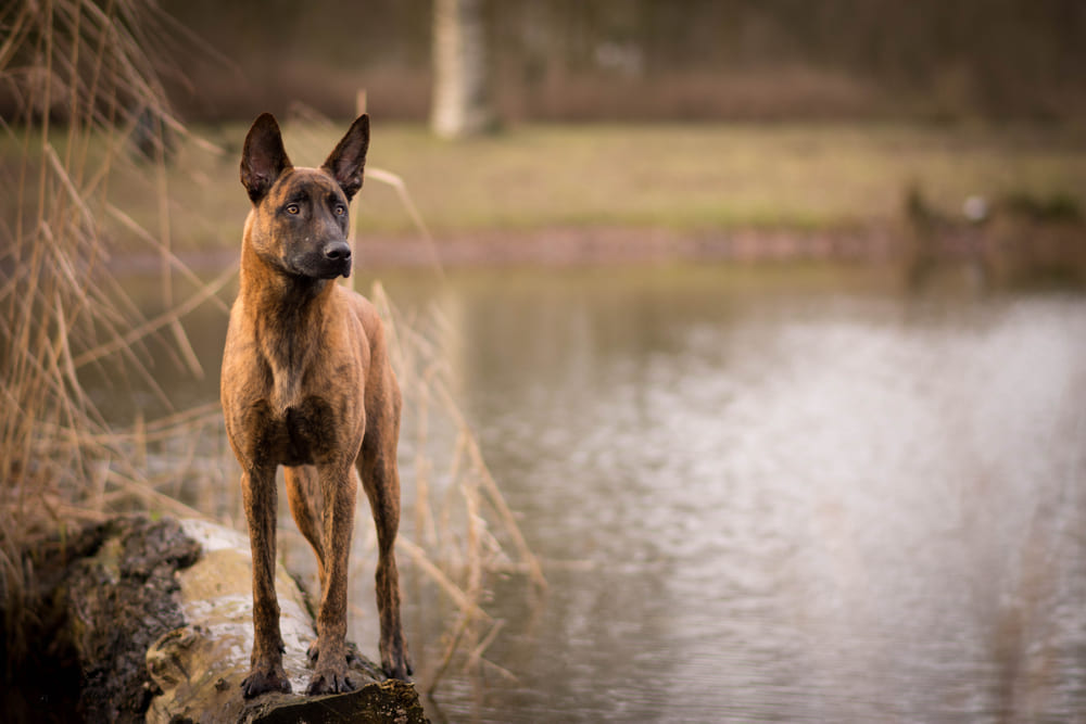 Голландская овчарка у водоема