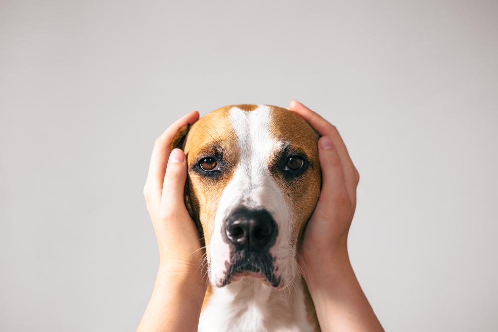 Пародонтоз у собак и как его лечить