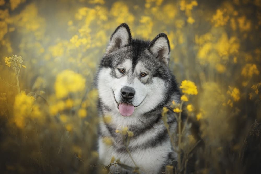 Порода маламут отличается самостоятельностью