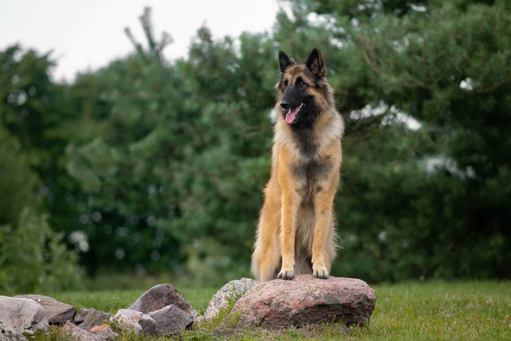 Это овчарка тервюрен