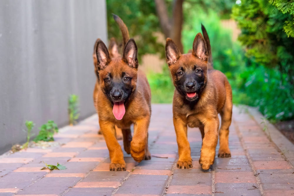 Щенки бельгийской пастушьей овчарки