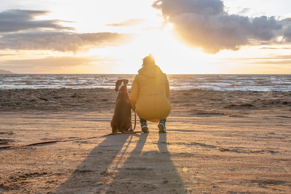 Собака боксер на закате