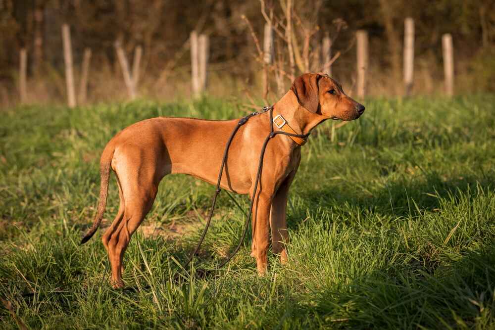 Молодой риджбек