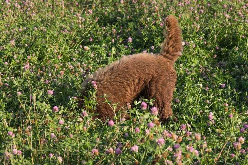 Барбет что-то ищет