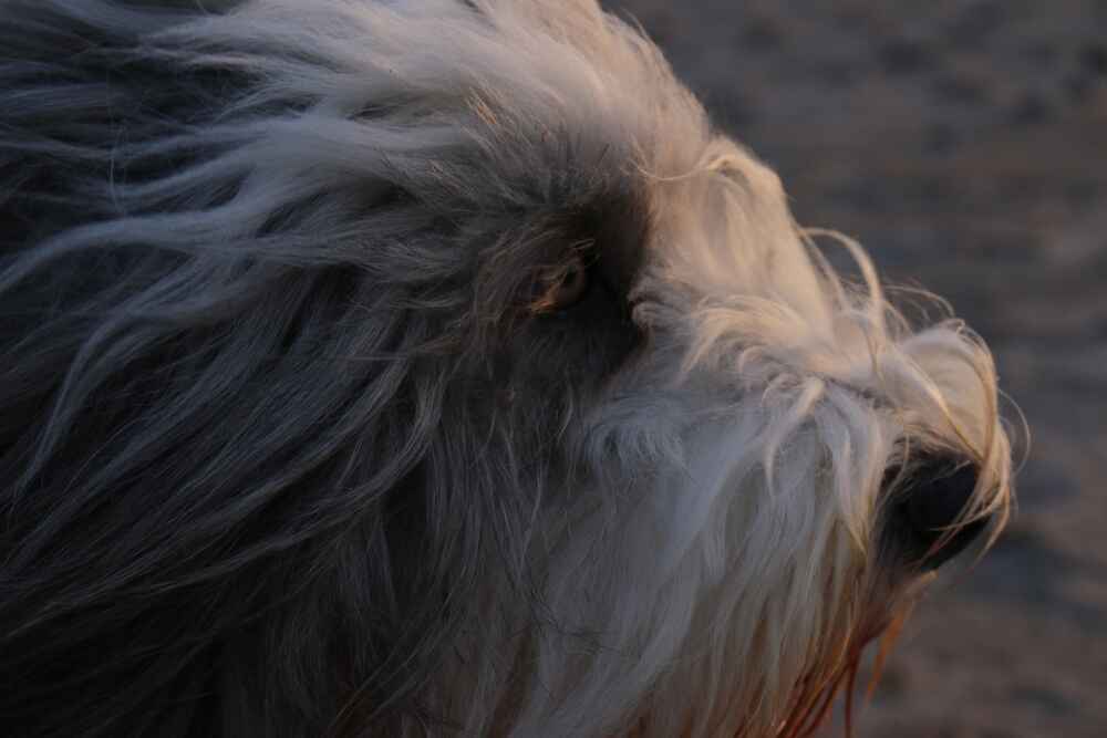 Это бородатый колли на выгуле