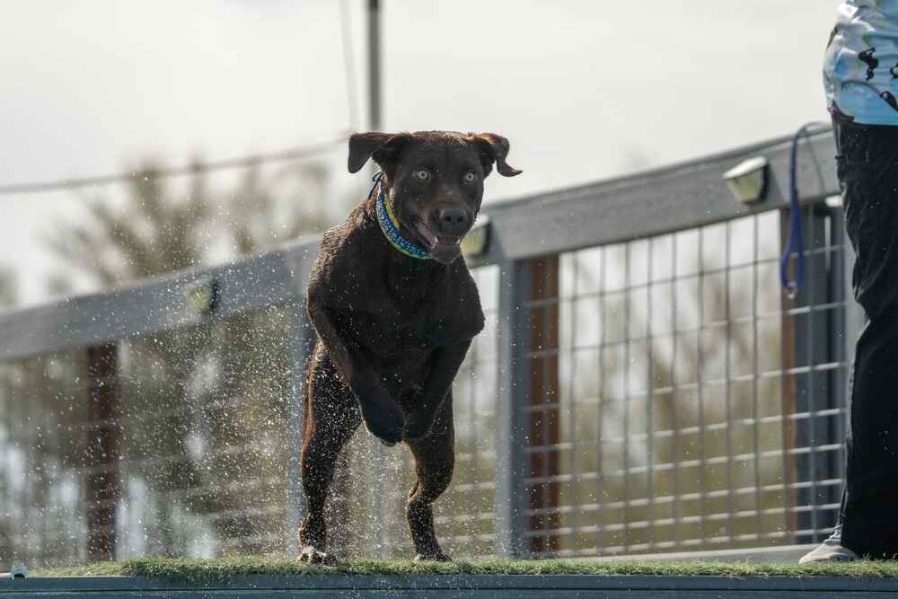 Лабрадор прыгает