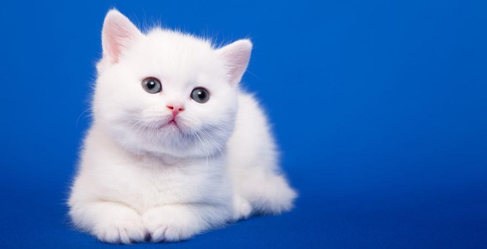Имена для белых кошек и котов