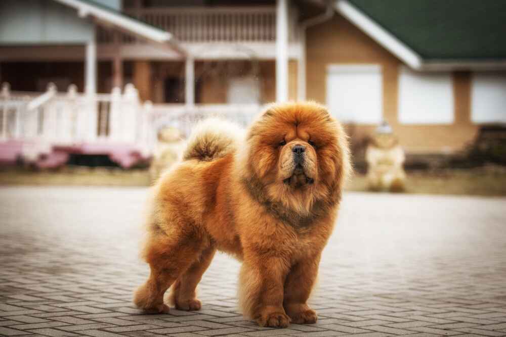 Изображениe — Ярко-рыжая чау-чау Ярко-рыжая чау-чау