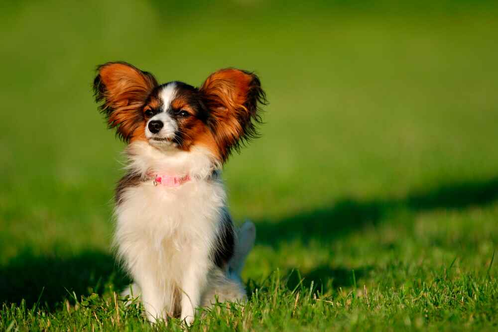 Довольный папильон