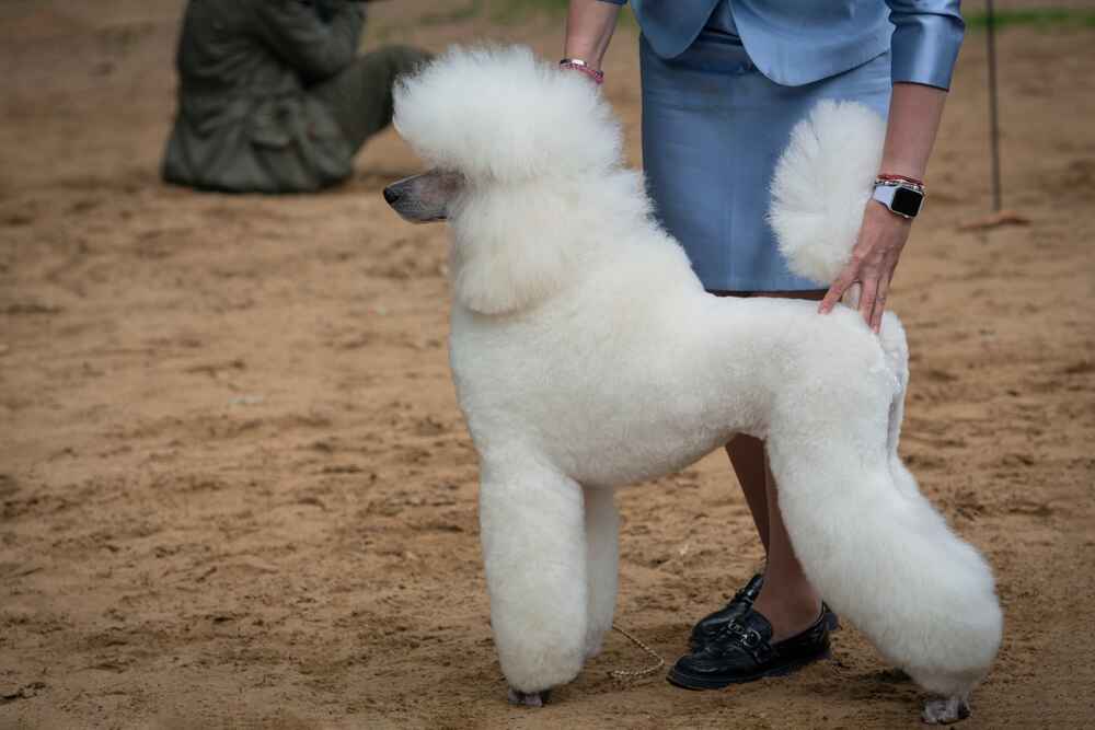 Пудель и хэндлер