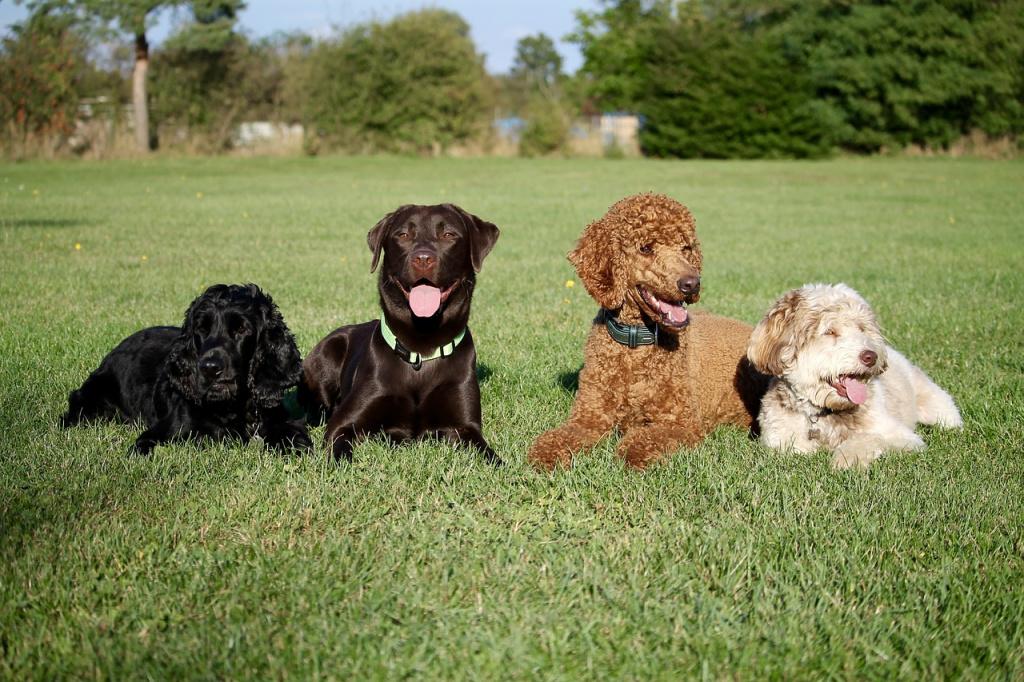 Окрас, или масть собаки: разновидности с названиями и классификация,  необычные и редкие окрасы собак, стандарты породы и масти