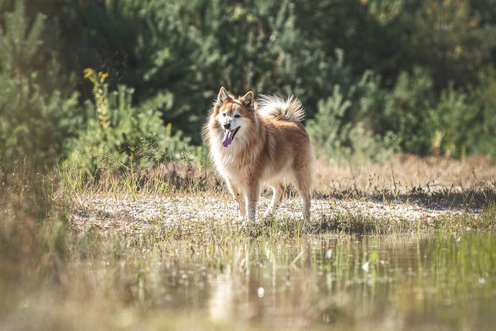Исландская овчарка гуляет