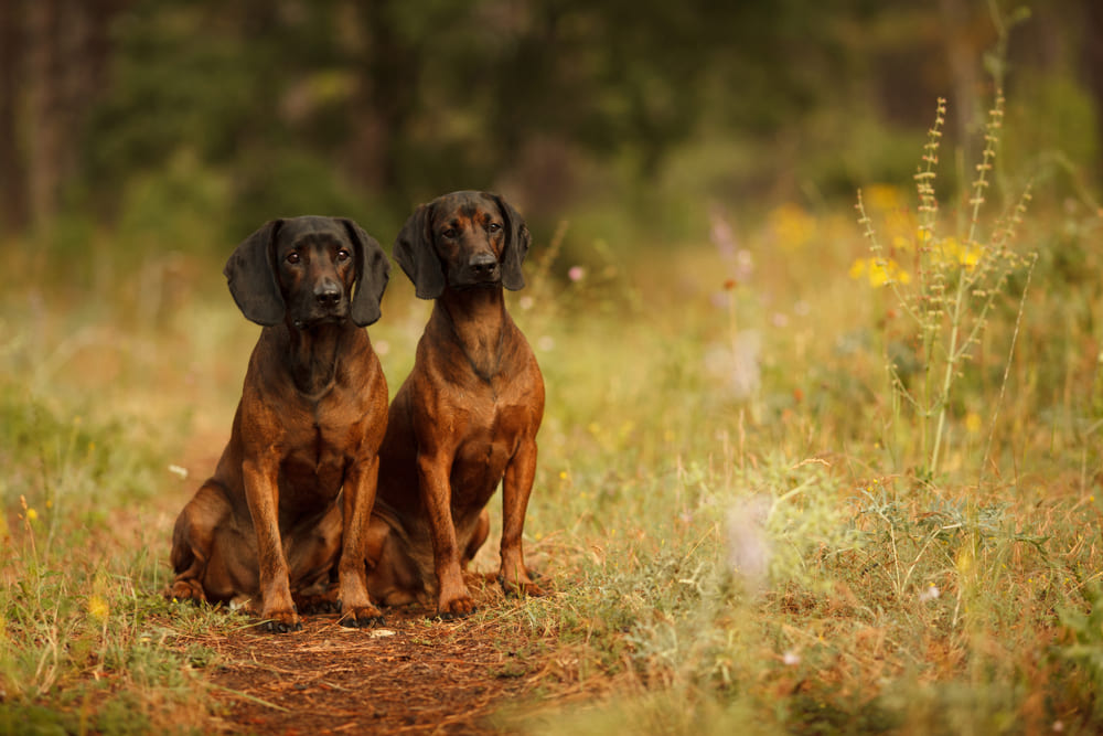Баварские горные гончие сидят