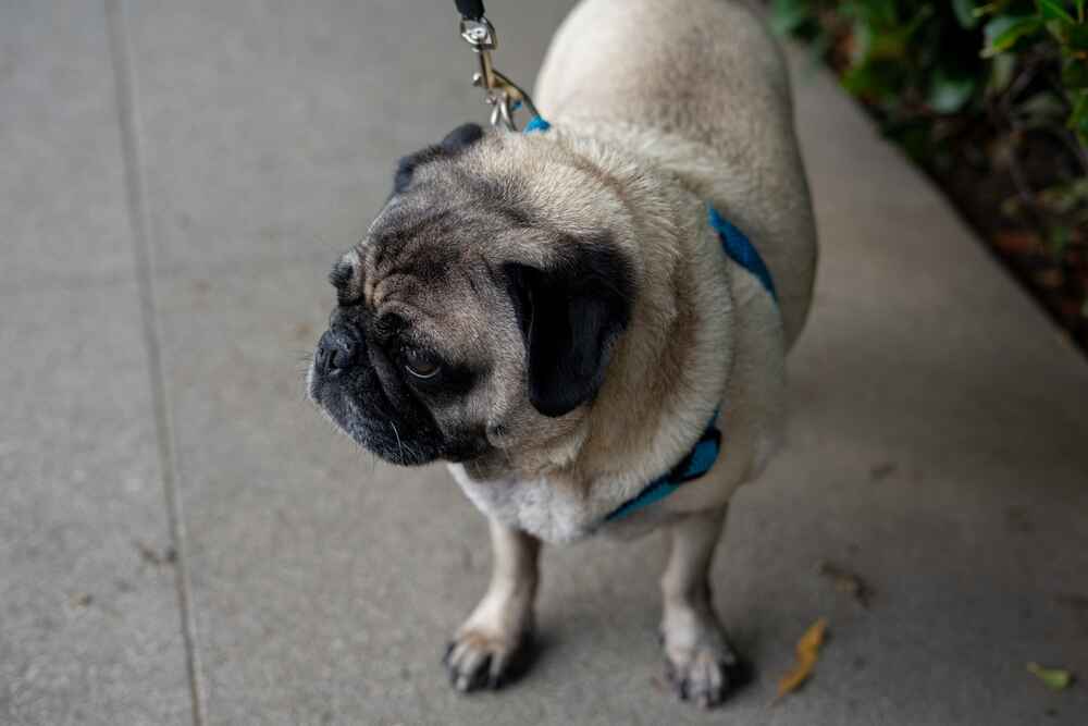 Собака мопс