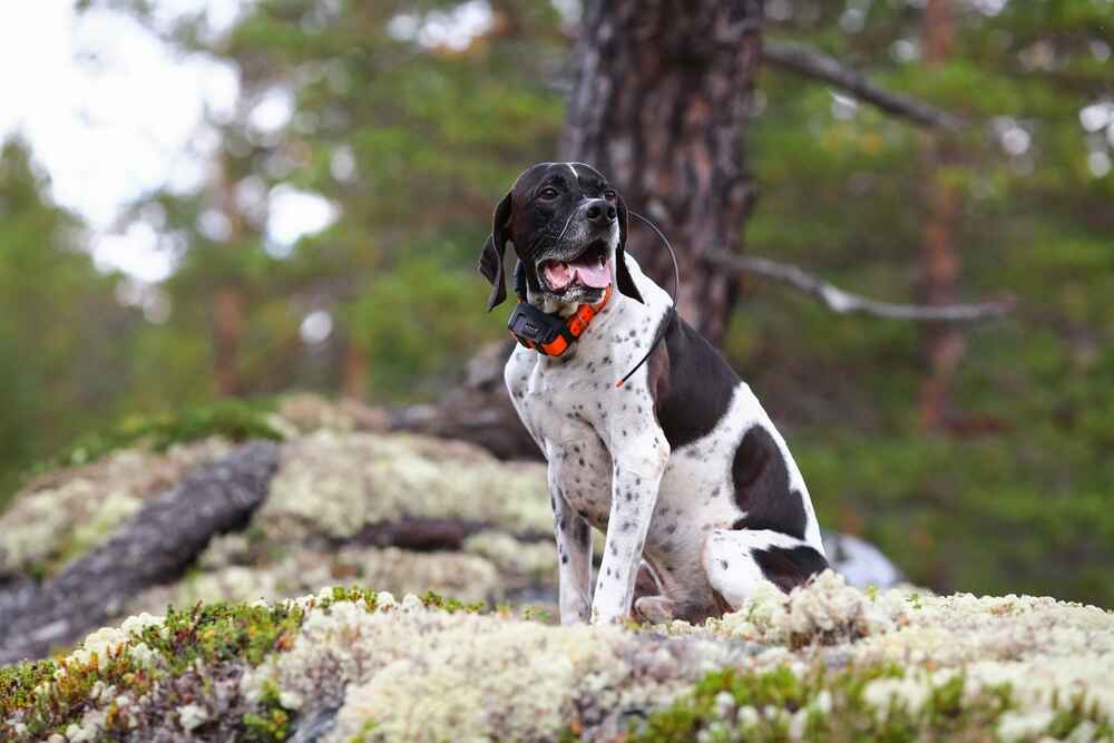 Английский пойнтер в лесу