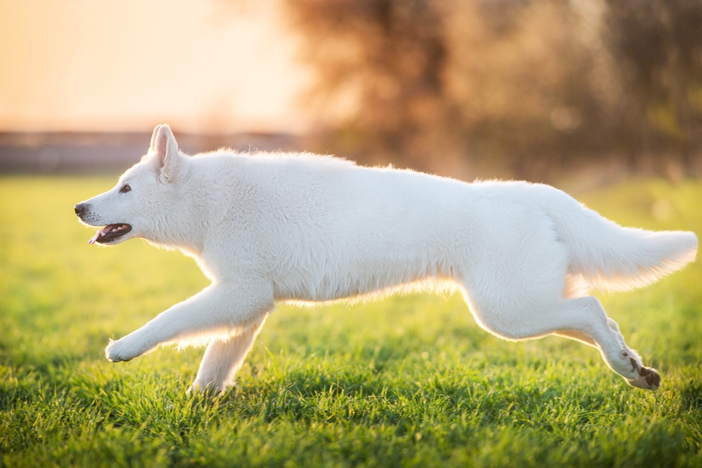 Белая немецкая овчарка бежит
