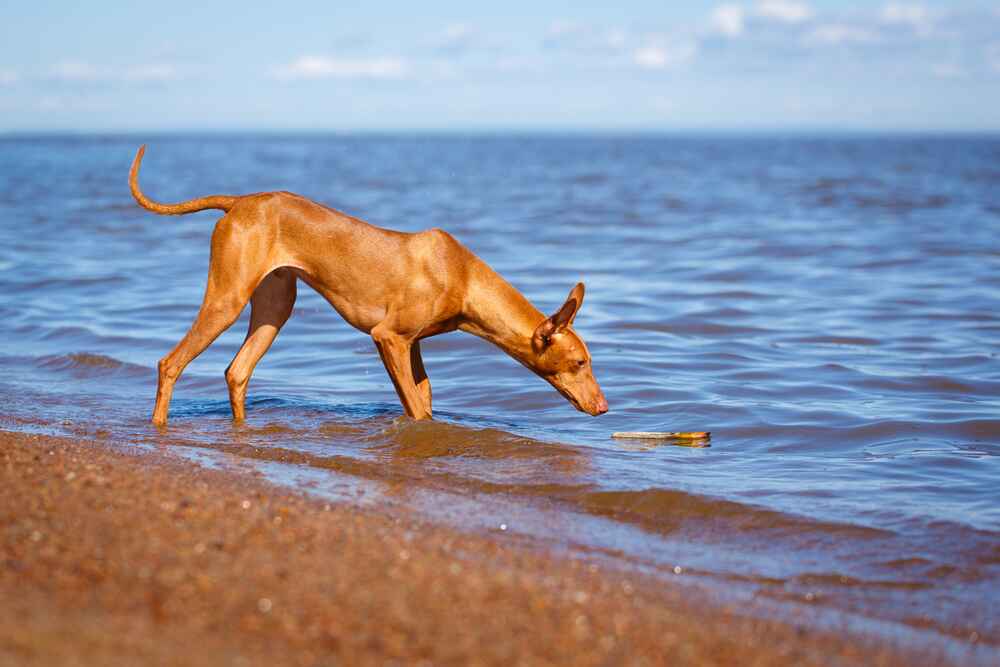 Изображениe — Сицилийская борзая нюхает воду Сицилийская борзая нюхает воду