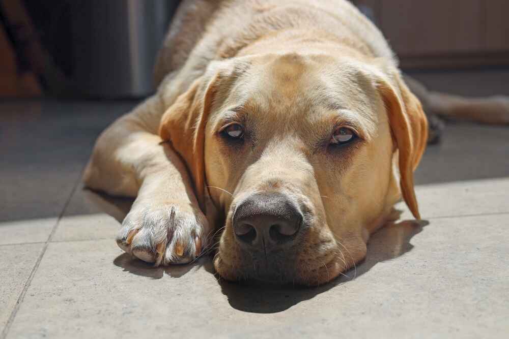 Лабрадор-ретривер смотрит вверх