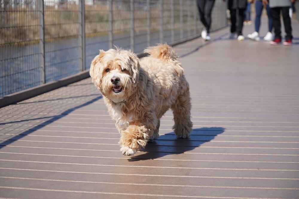 Тибетский терьер идет