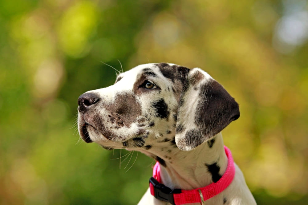 Порода немецкий дог