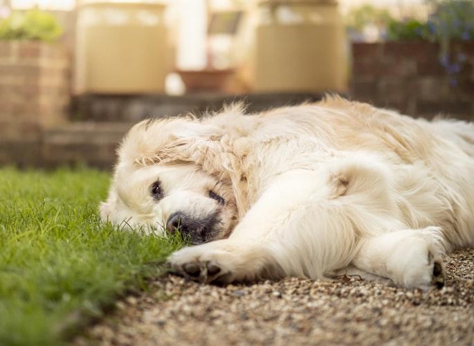Эпилепсия у собак: симптомы, первая помощь, лечение и профилактика