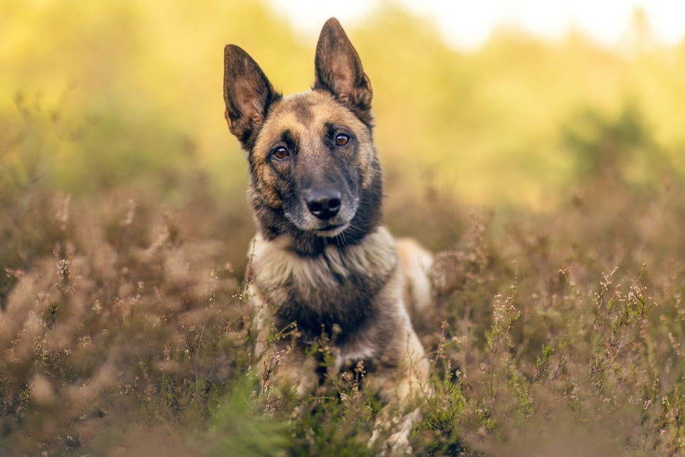 Малинуа на природе