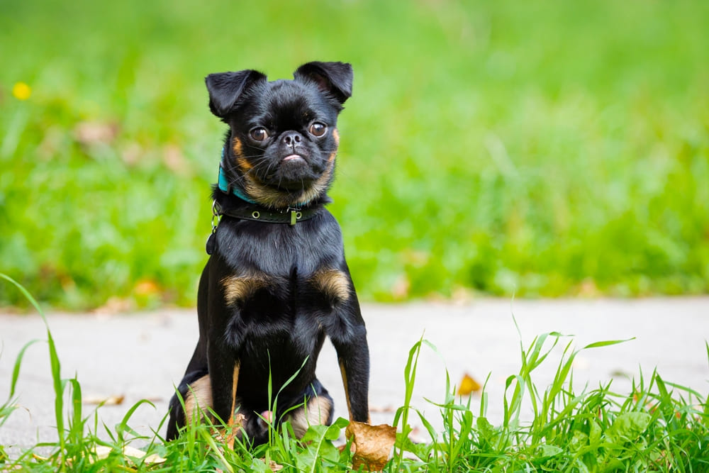 Собака пти-брабансон на прогулке