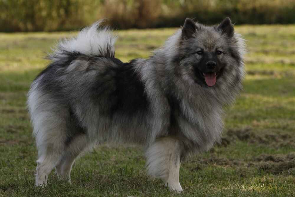 Кеесхонд в саду