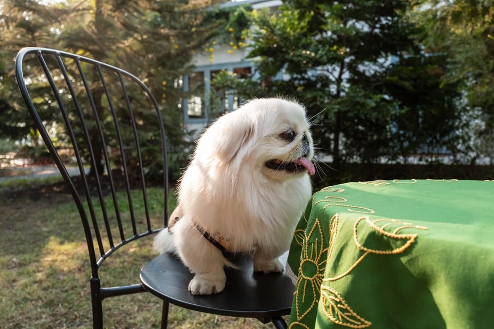 Характеристика внешности собаки пекинеса есть в стандарте породы