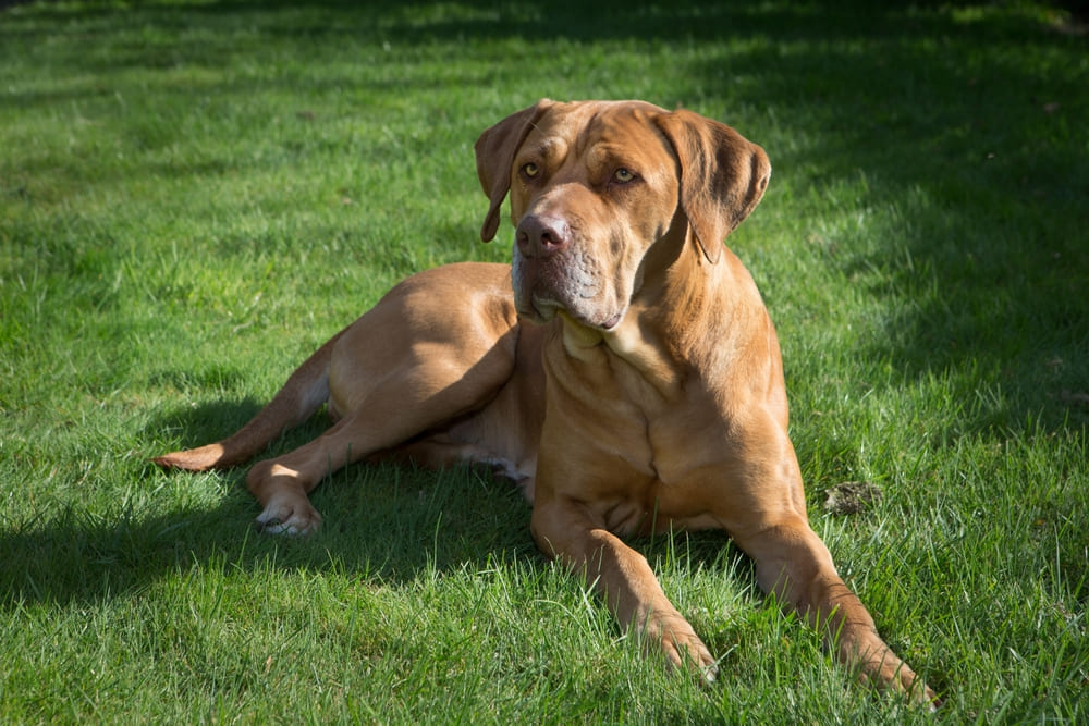 Немецкий дог рыжего окраса