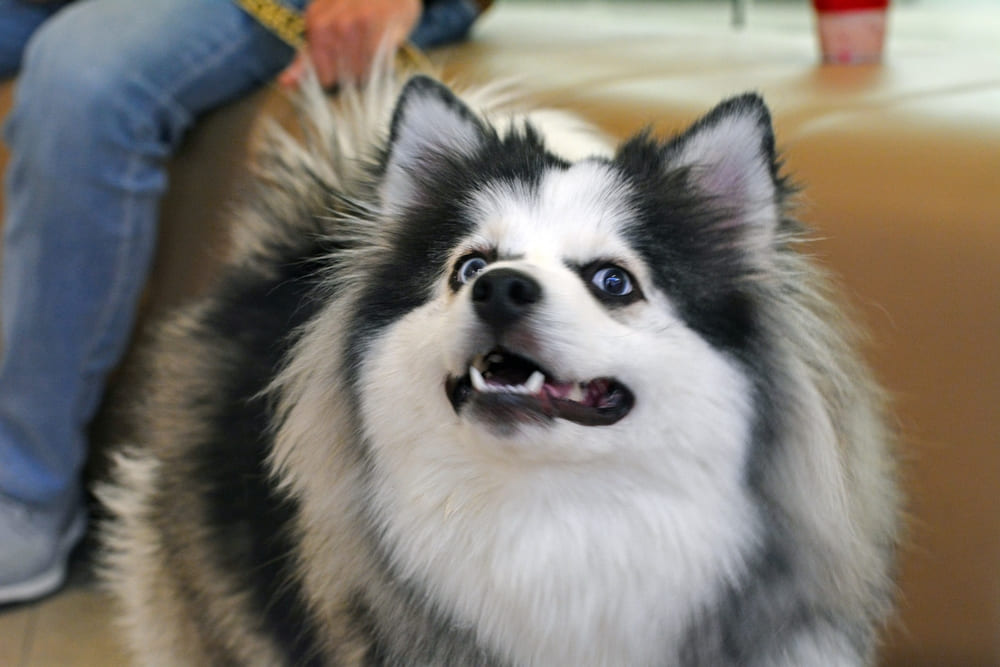 Аляскинский кли-кай с голубыми глазами