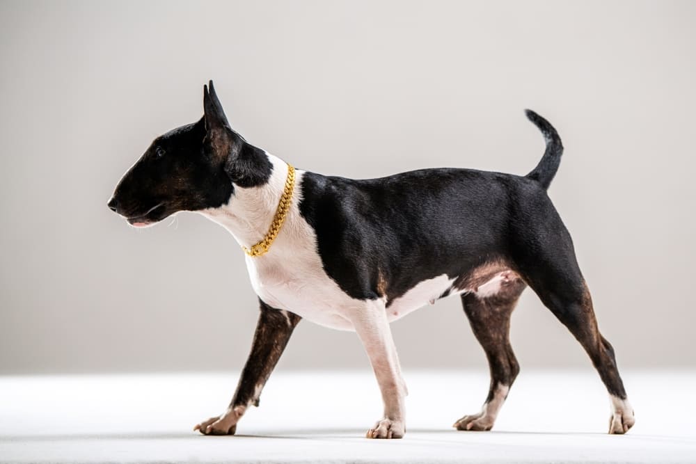 Бультерьер боком