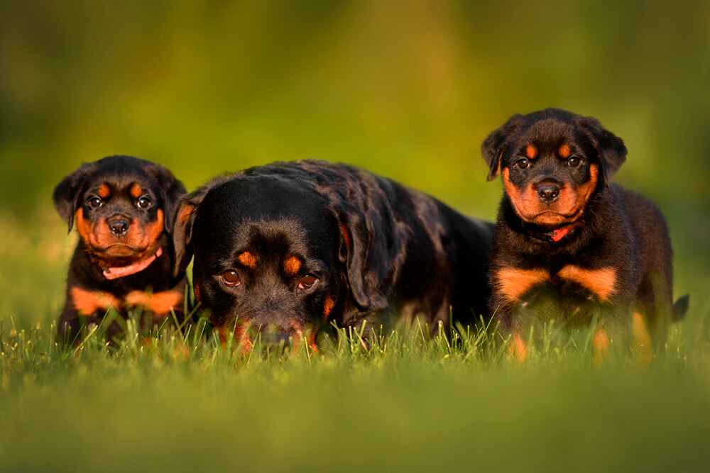 Ротвейлер со щенками