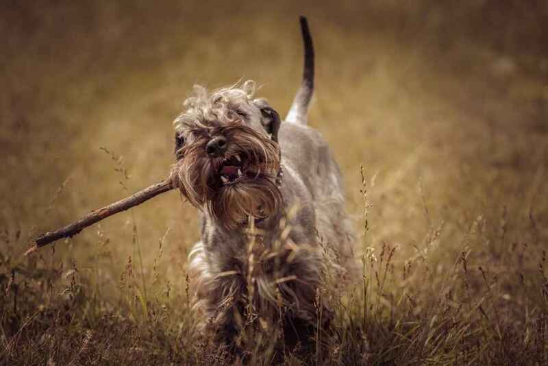 Изображениe — Чешский терьер с палкой Чешский терьер с палкой