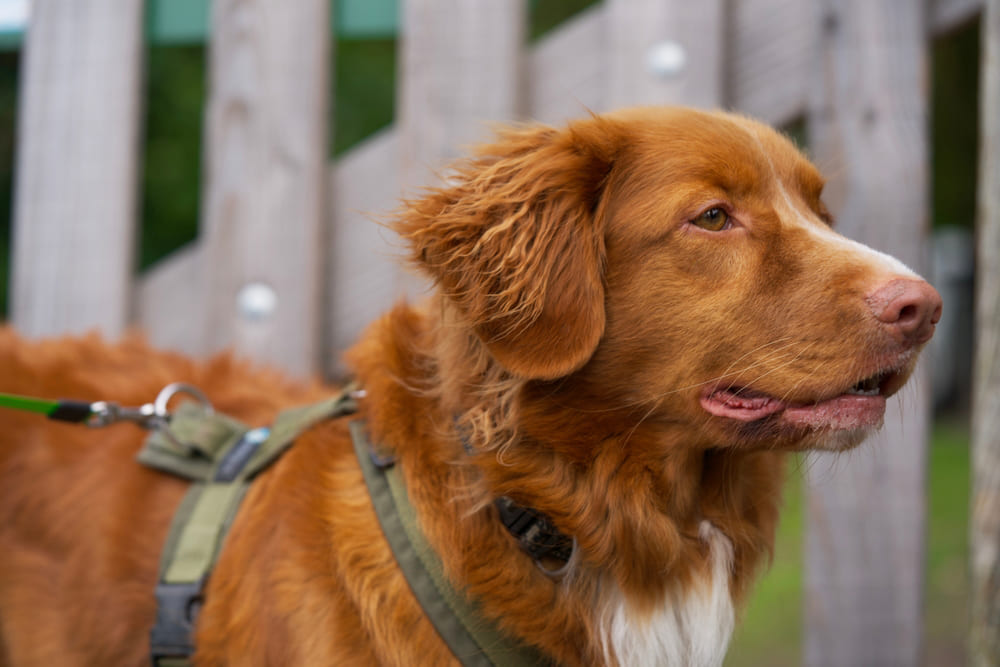 Это порода собак толлер