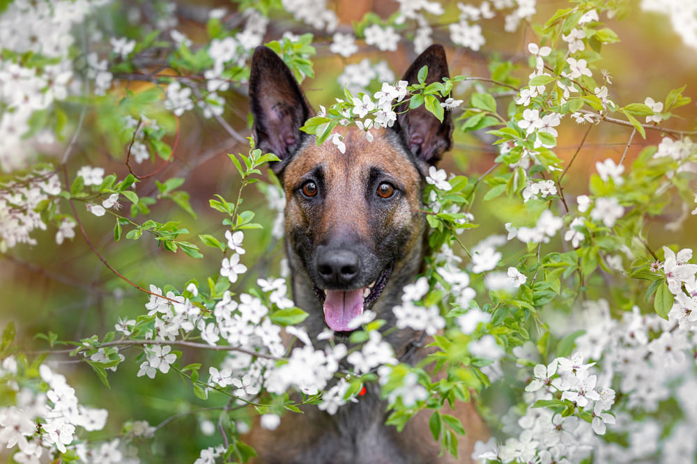 Бельгийская овчарка в кустах