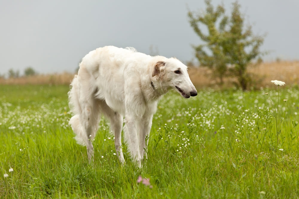 Борзая в поле
