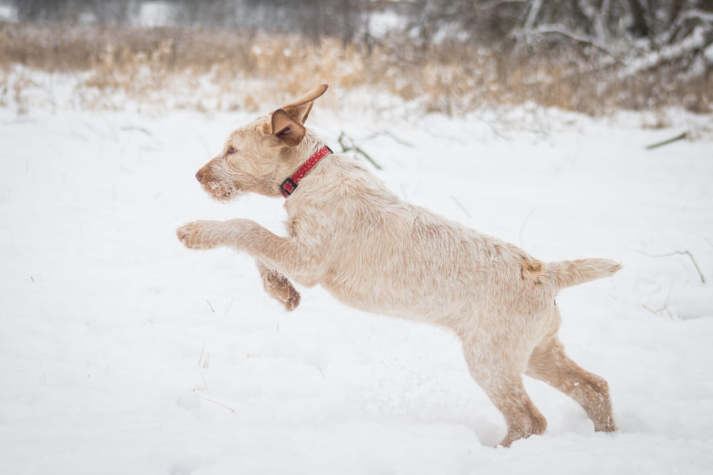 Это итальянский спиноне