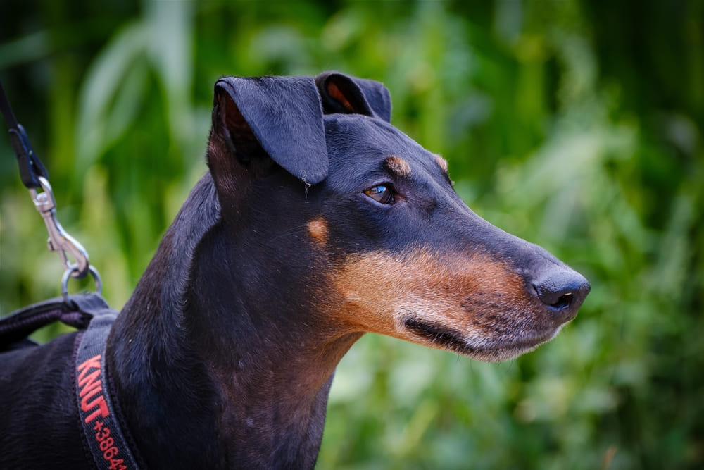 Собака манчестер-терьер