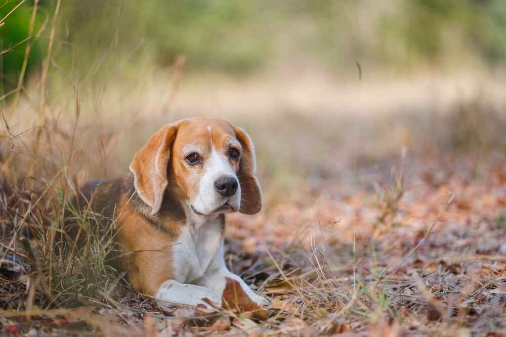 Милый бигль