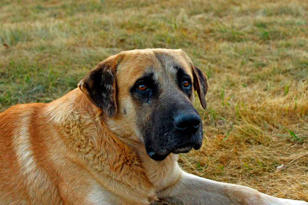 Грустный турецкий кангал