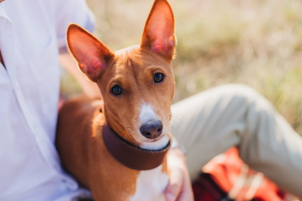 Басенджи с хозяином