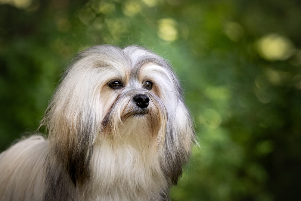 Малая львиная собака светлого окраса